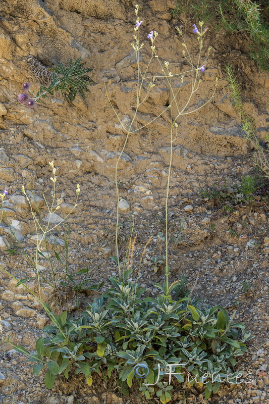 Salvia lavandulifolia blancoana.01
