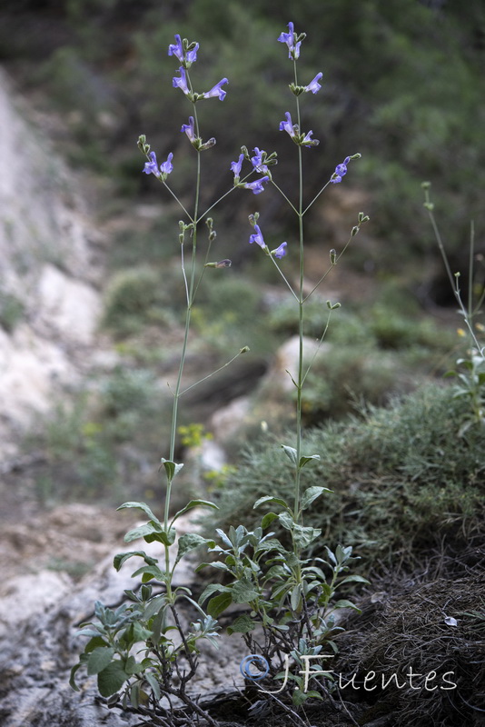 Salvia lavandulifolia blancoana.02