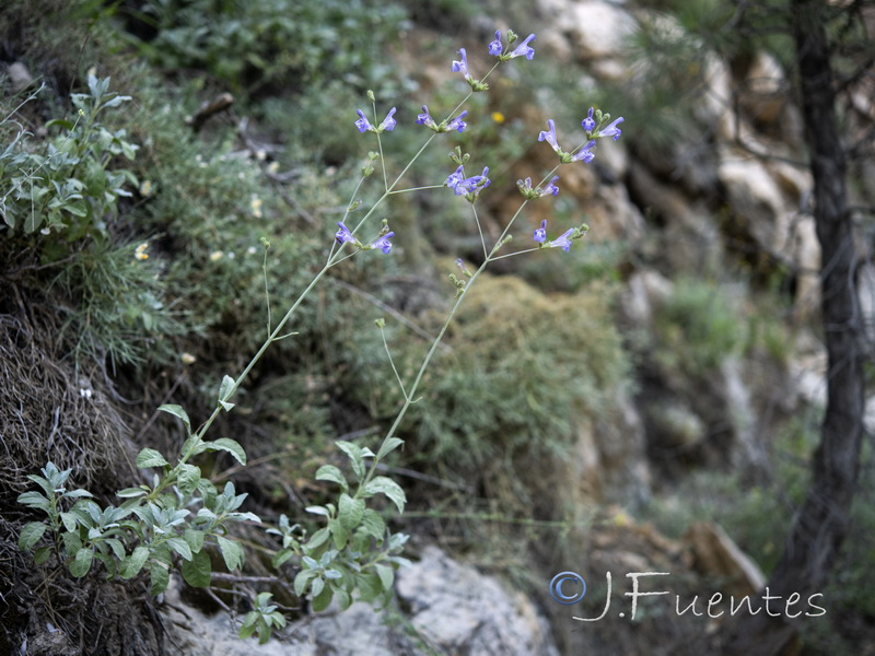 Salvia lavandulifolia blancoana.03