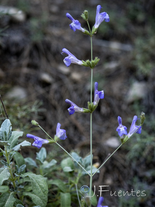 Salvia lavandulifolia blancoana.09