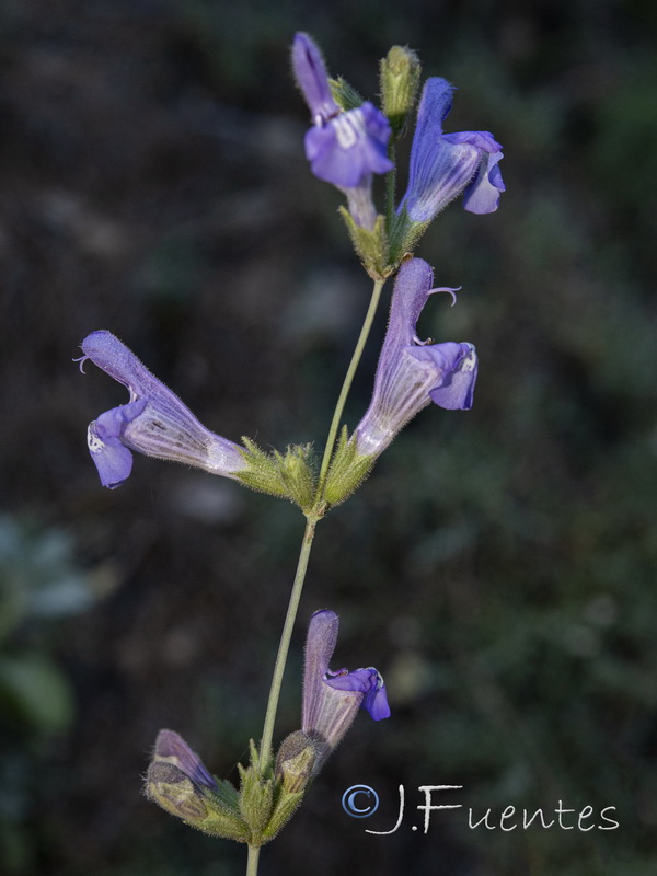 Salvia lavandulifolia blancoana.10
