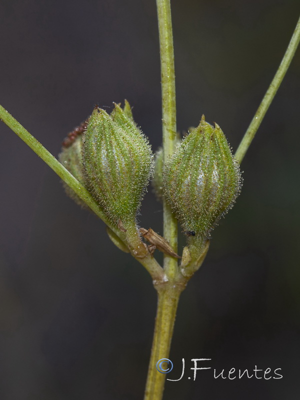 Salvia lavandulifolia blancoana.12