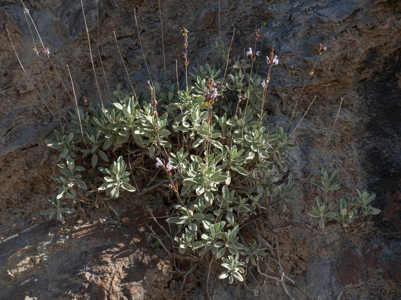 Salvia lavandulifolia vellerea.02