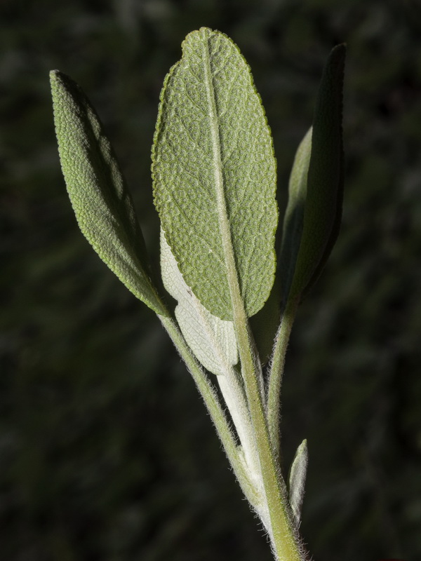 Salvia lavandulifolia vellerea.09