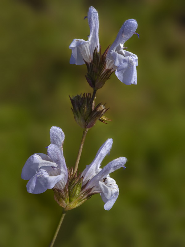 Salvia lavandulifolia vellerea.10