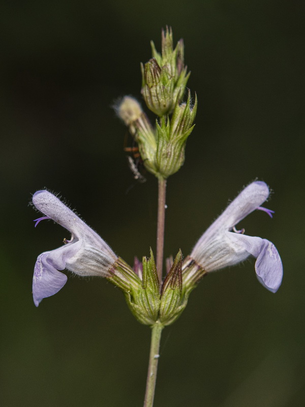 Salvia lavandulifolia vellerea.11