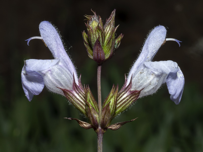 Salvia lavandulifolia vellerea.14