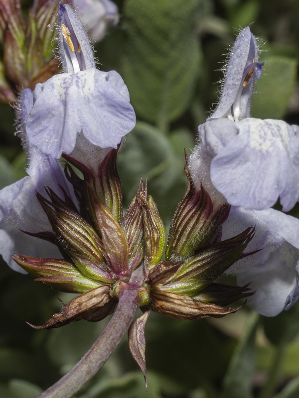 Salvia lavandulifolia vellerea.18