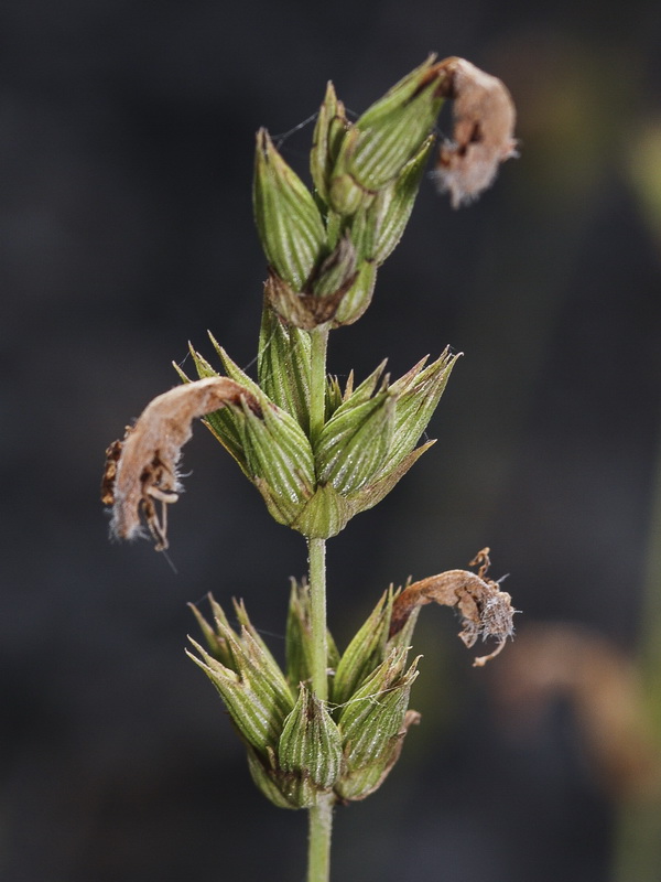 Salvia lavandulifolia vellerea.19