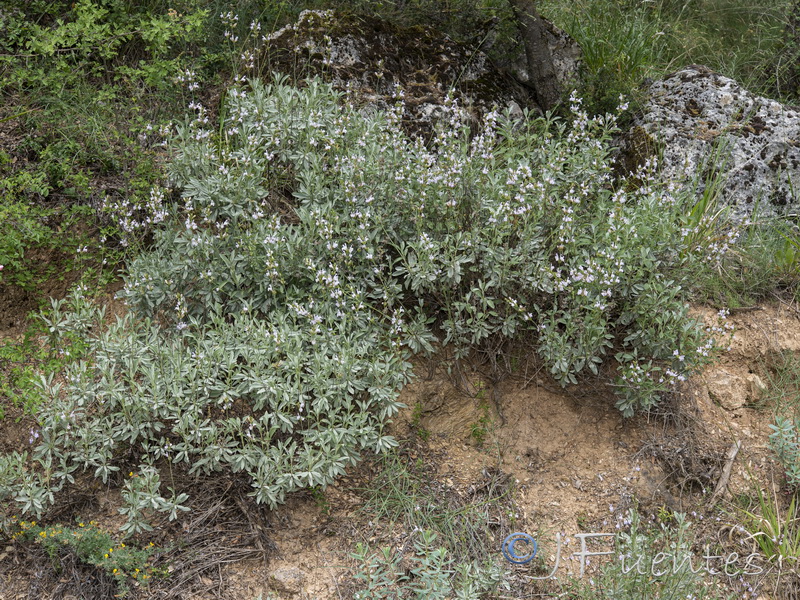 Salvia lavandulifolia vellerea.01