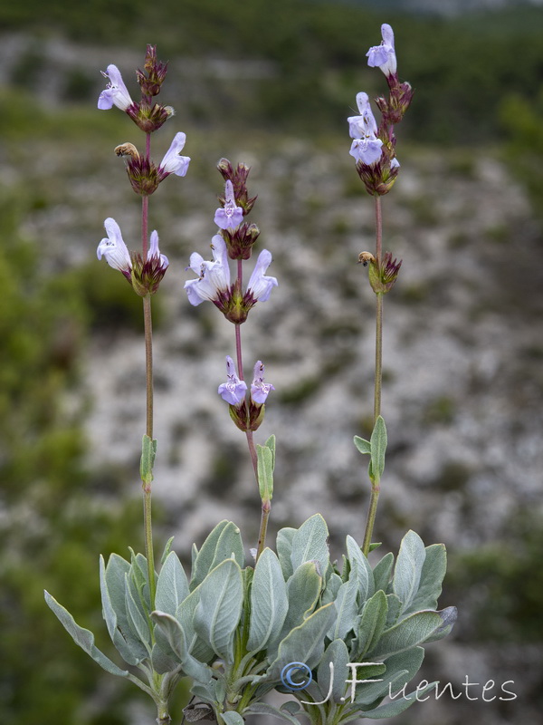 Salvia lavandulifolia vellerea.07