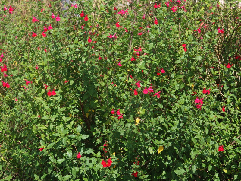 Salvia microphylla.01