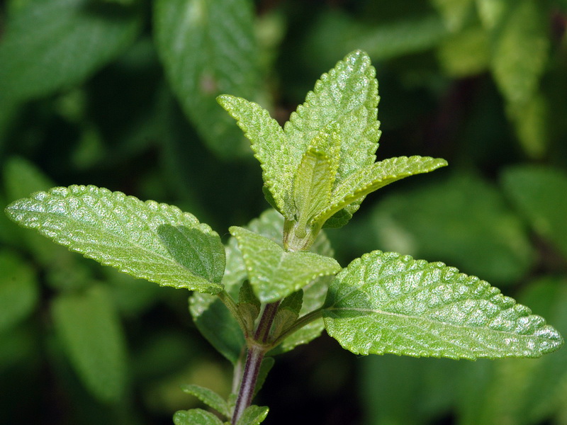 Salvia microphylla.03