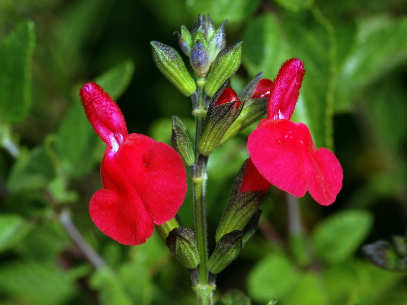 Salvia microphylla.09