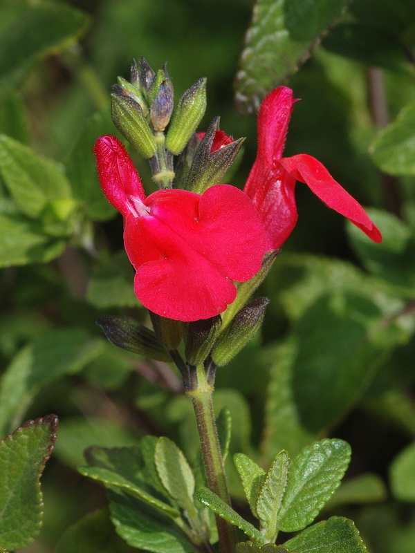 Salvia microphylla.10