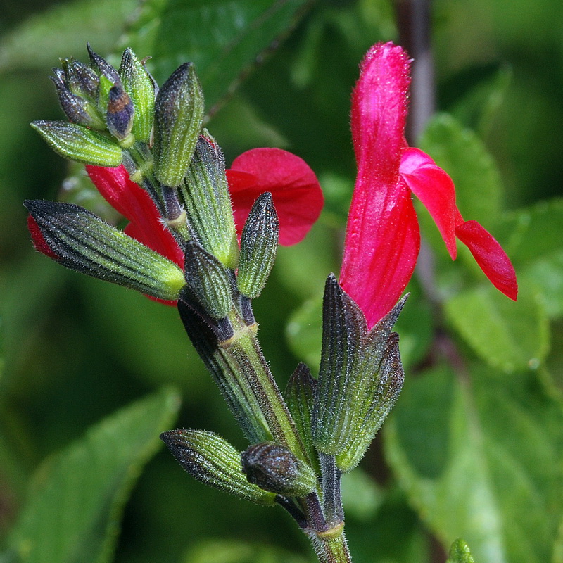 Salvia microphylla.13
