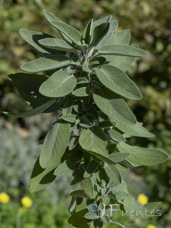 Salvia officinalis officinalis.01