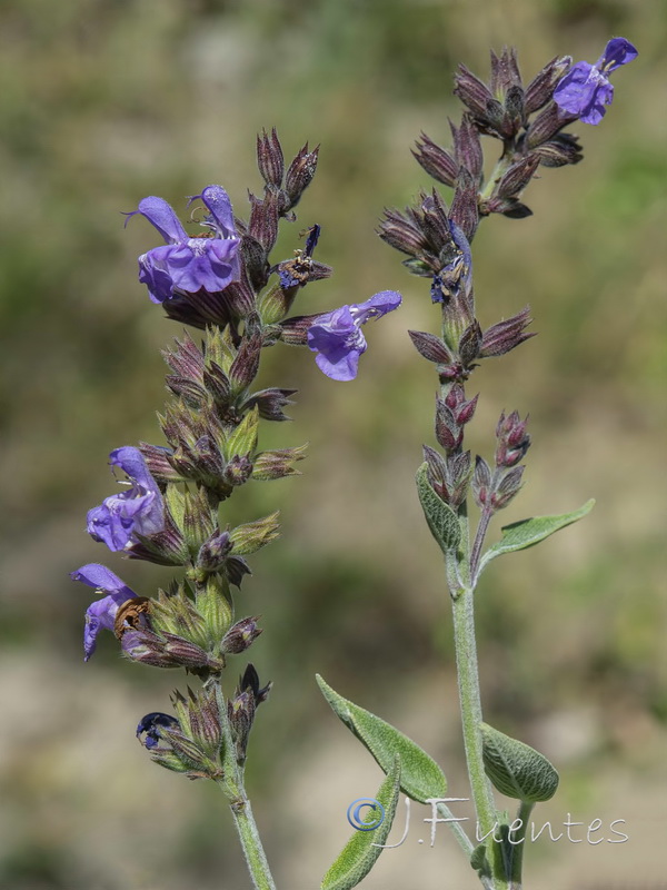 Salvia officinalis officinalis.03