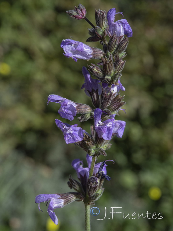 Salvia officinalis officinalis.04