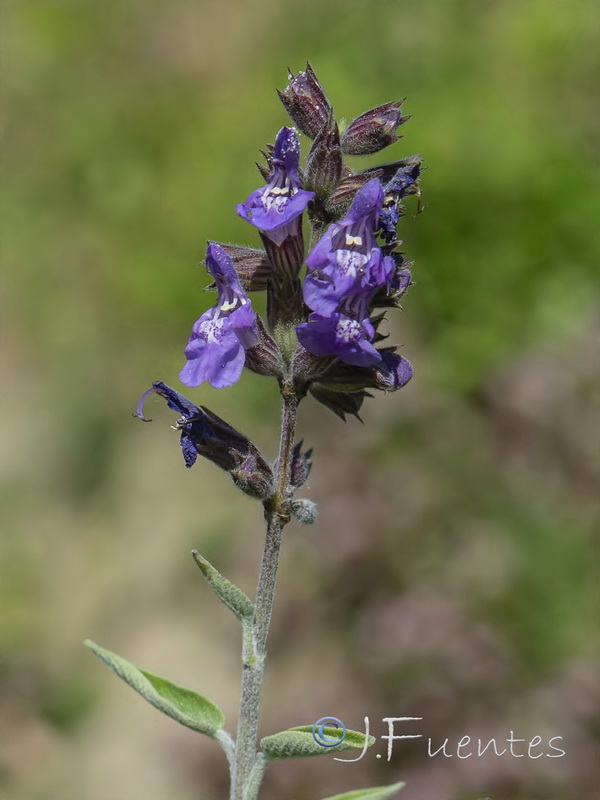 Salvia officinalis officinalis.05