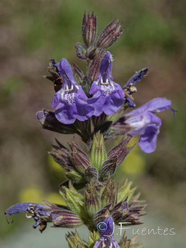 Salvia officinalis officinalis.06