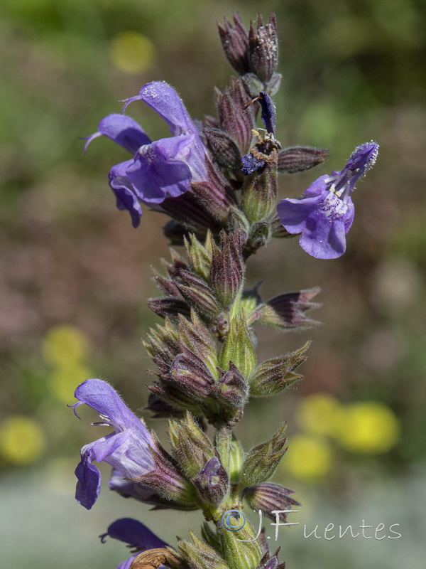 Salvia officinalis officinalis.07