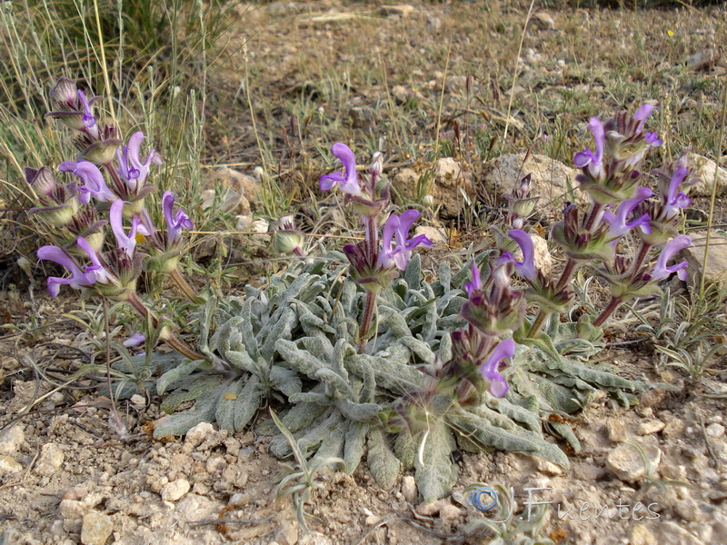 Salvia phlomoides boissieri.02