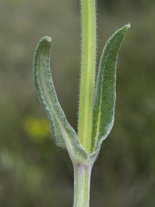 Salvia phlomoides boissieri.19