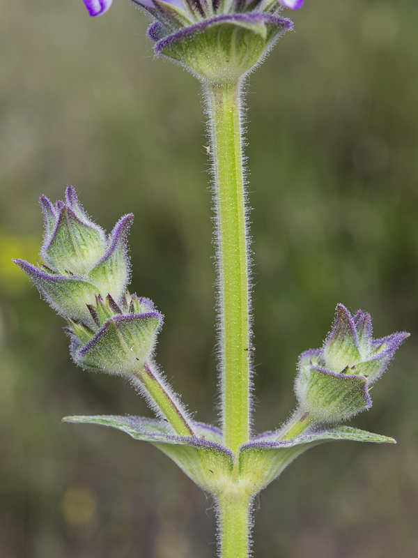 Salvia phlomoides boissieri.20