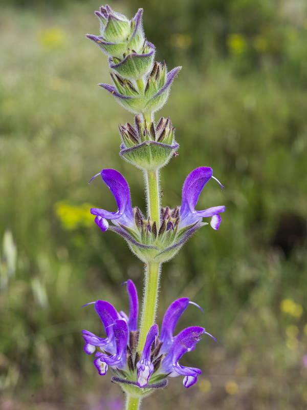 Salvia phlomoides boissieri.29