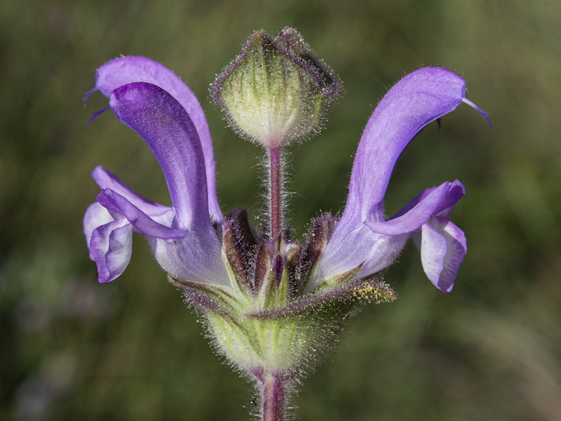 Salvia phlomoides boissieri.32