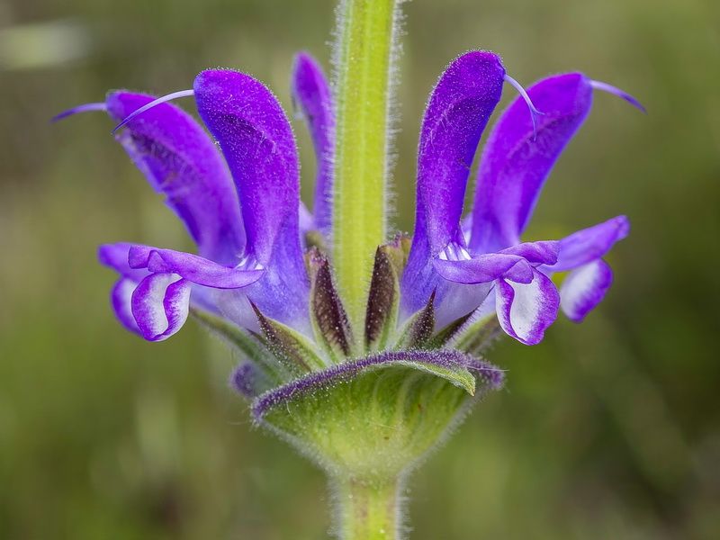 Salvia phlomoides boissieri.37