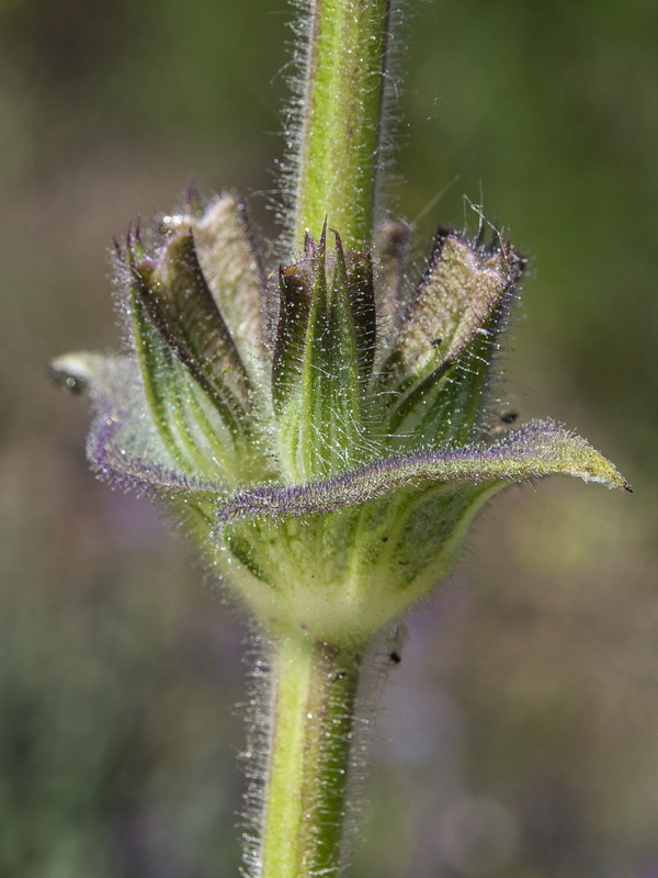 Salvia phlomoides boissieri.38