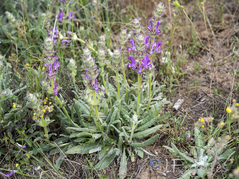 Salvia phlomoides boissieri.01