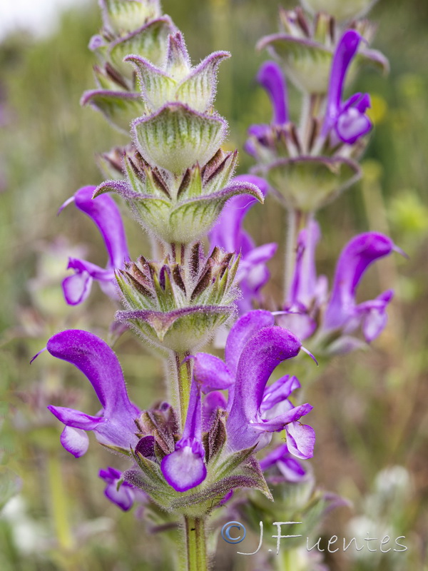 Salvia phlomoides boissieri.40