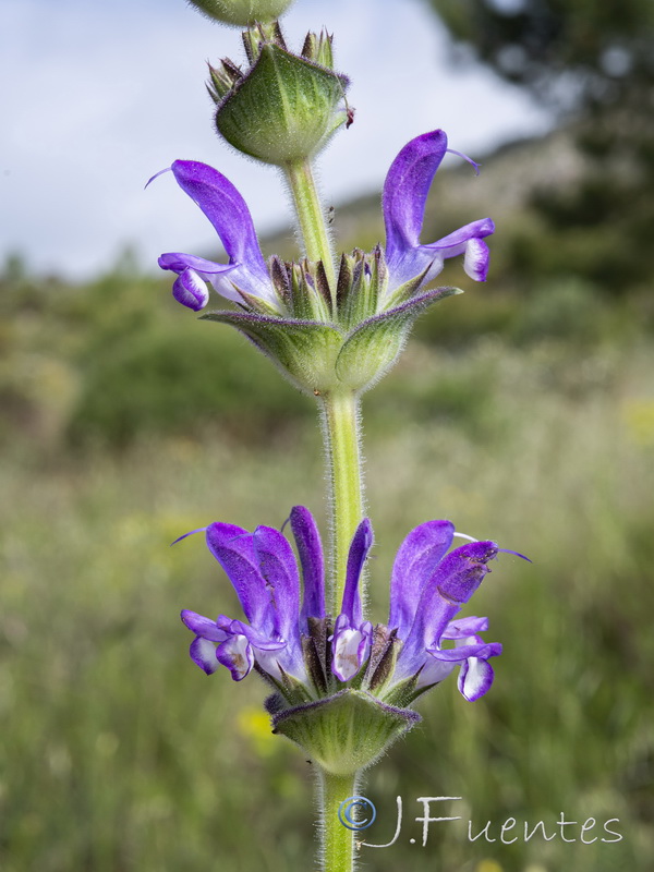 Salvia phlomoides boissieri.41