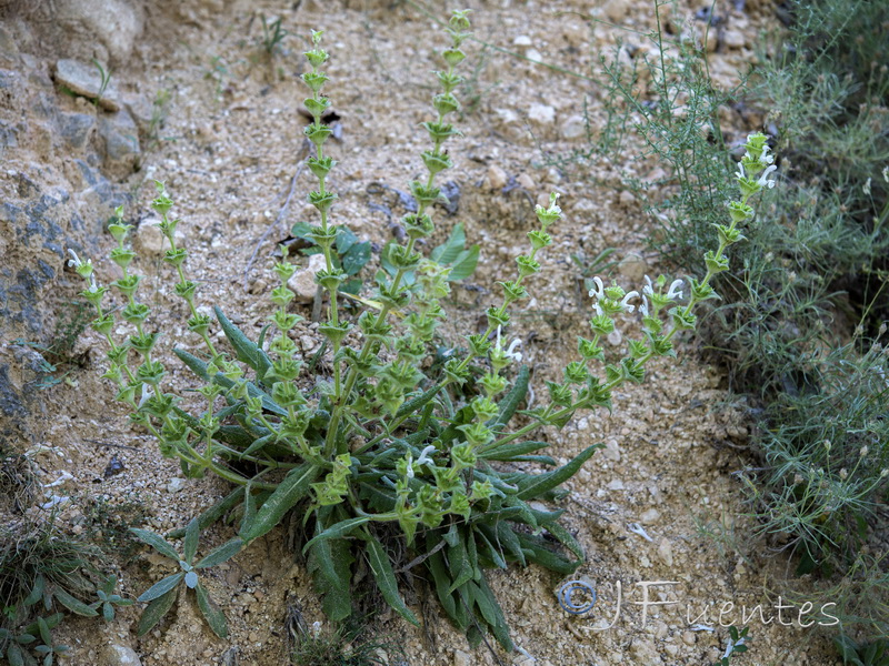 Salvia phlomoides phlomoides.01