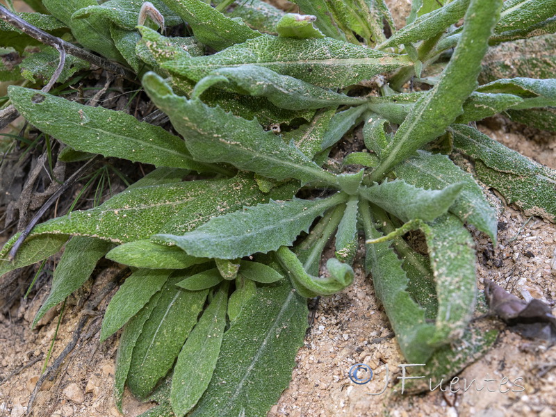 Salvia phlomoides phlomoides.02
