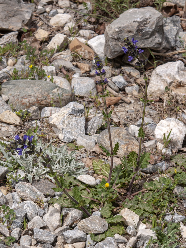 Salvia verbenaca.01