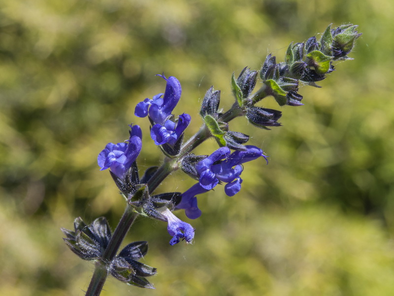 Salvia verbenaca.09