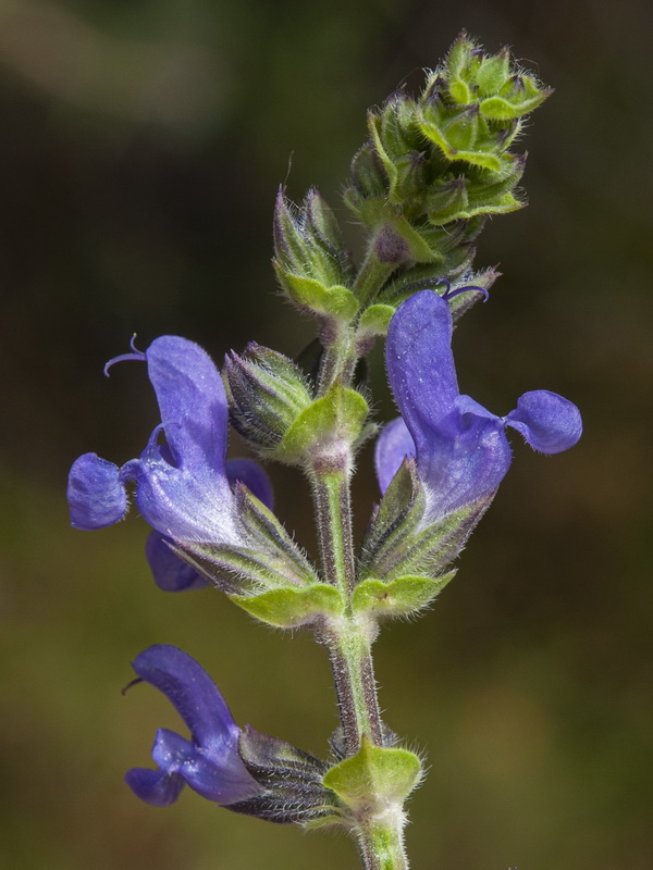 Salvia verbenaca.12