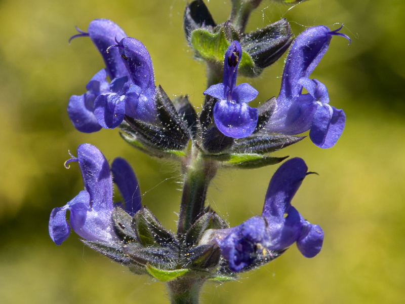 Salvia verbenaca.16