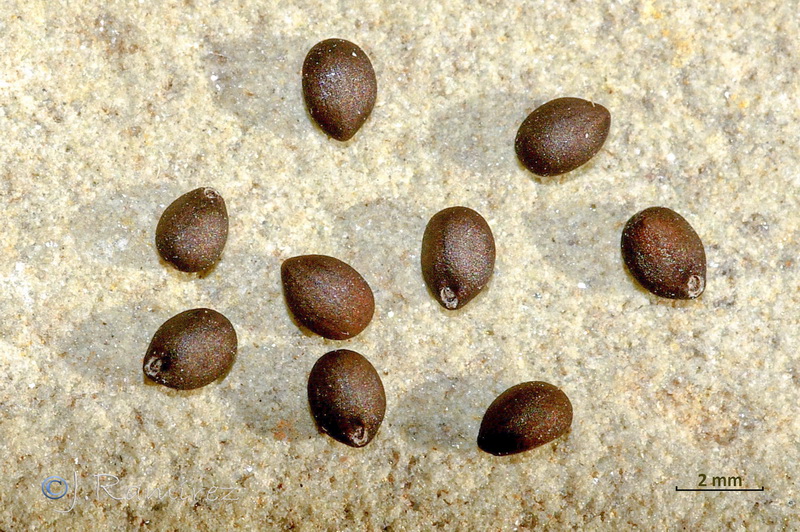 Salvia verbenaca.21