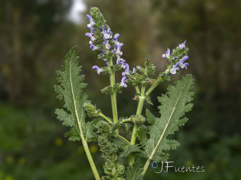 Salvia verbenaca.17