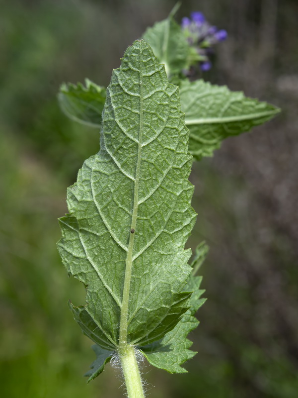 Salvia verbenaca.28
