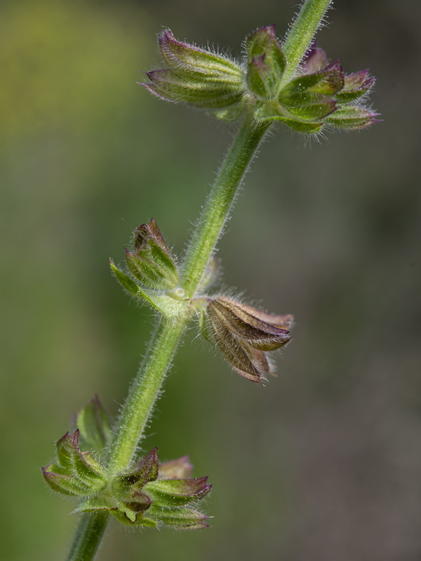 Salvia verbenaca.29