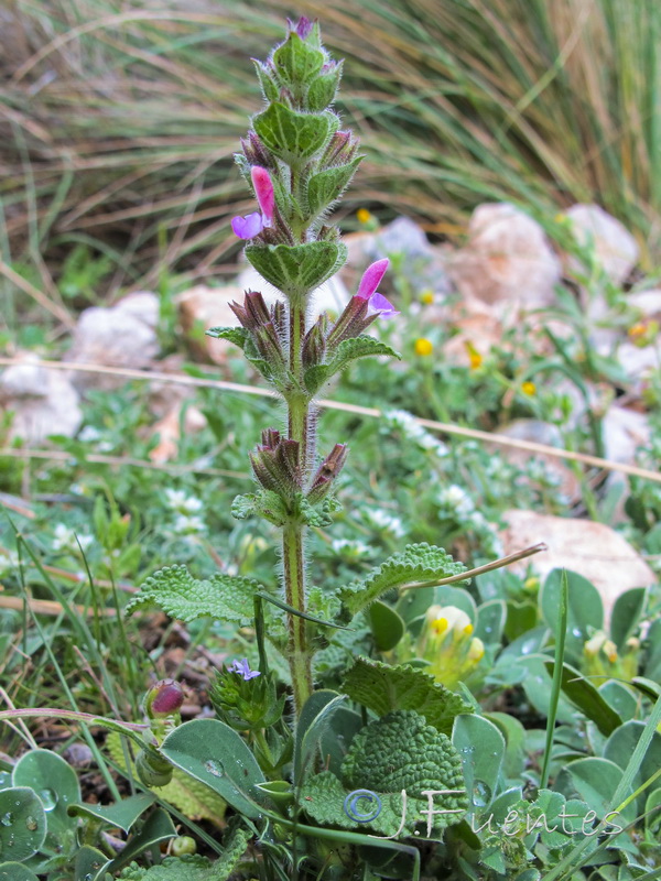 Salvia viridis.01