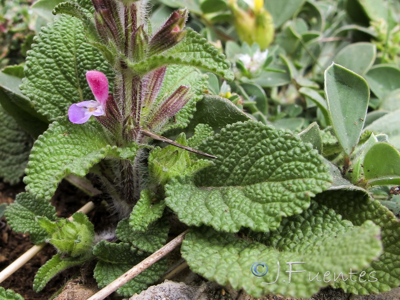 Salvia viridis.02