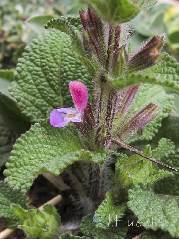 Salvia viridis.03