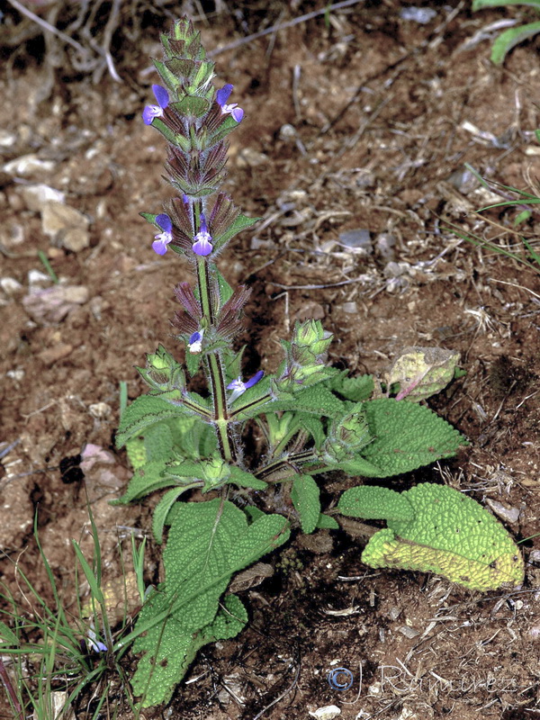Salvia viridis.04